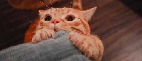 李荣浩又崩溃：“猫奴不配拥有沙发！”