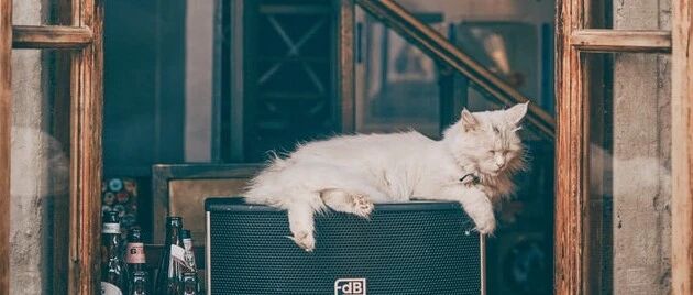 “怀孕了，我妈隔三差五一个电话让我把猫送走！”