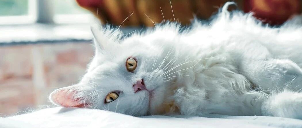 我们养猫是圈养，但国外人的养猫方式，与我们截然不同！