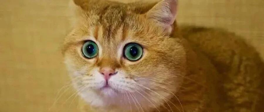 “猫的一辈子只有5000天，从第一天起就应该使劲去爱！”