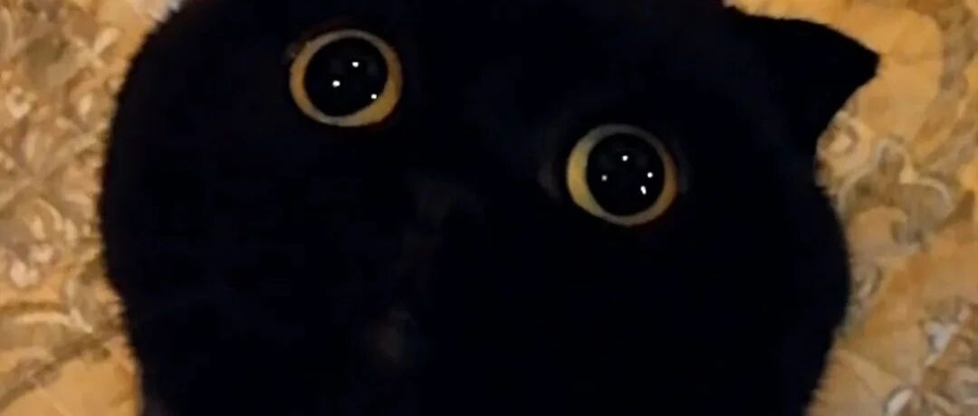 唉，那个千万粉的网红猫去世了，只因吃了这东西？！