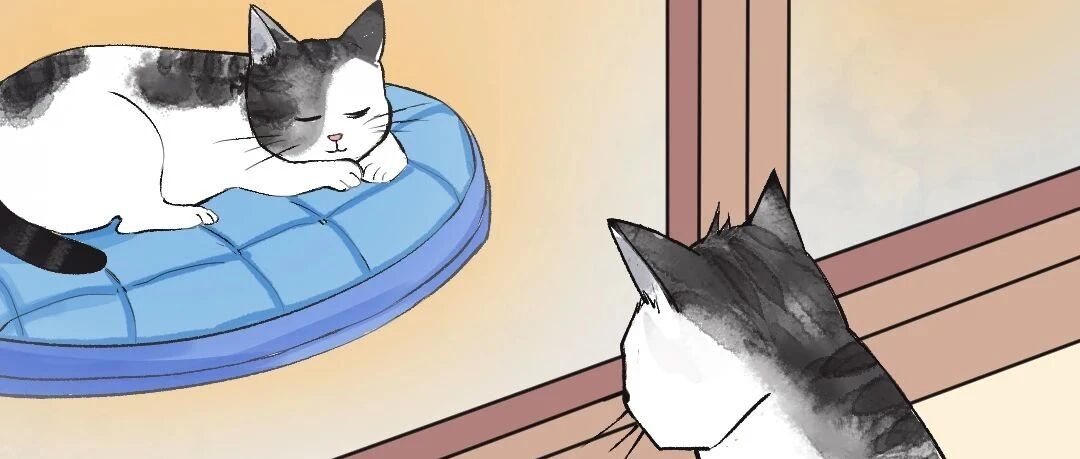 流浪猫会羡慕宠物猫吗？