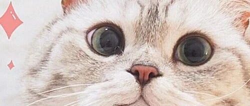 小猫咪能有什么坏心眼呢？它们都是些可爱的小天使啊～