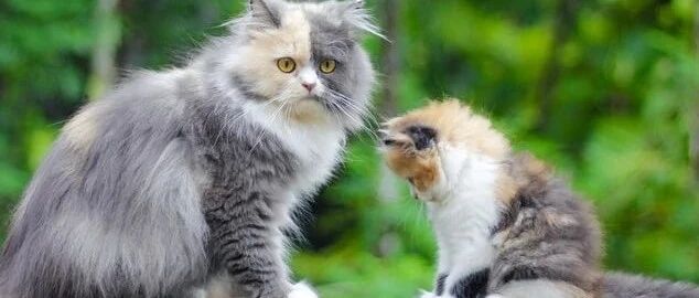 “我寻思着一只猫能多不要脸，直到我看了这些猫爸爸后...”