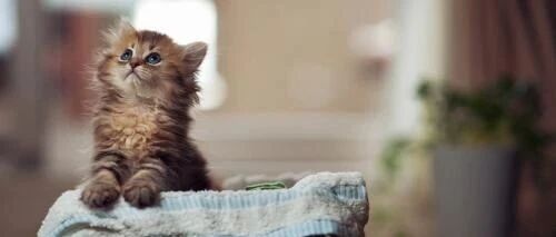 “猫咪踩奶，是把你当做亲妈了？”