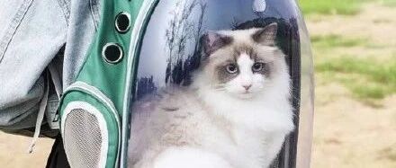 “昨晚地震，我唯一带出来的是猫!”