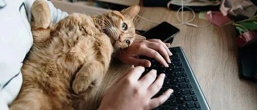 猫咪为什么喜欢用菊花对着你？真相竟是...