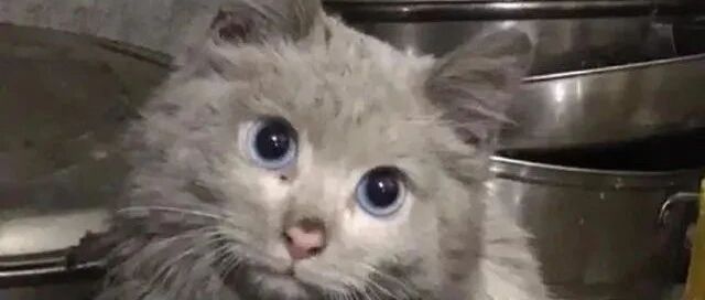 “我养了一只超埋汰的猫，想哭！”