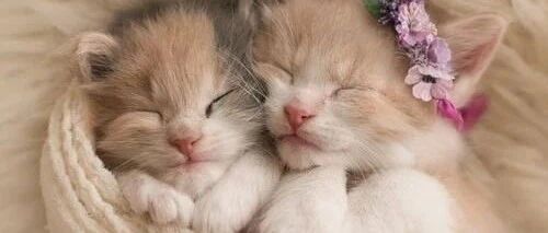 “我寻思着一只猫能懒到什么程度，直到...”