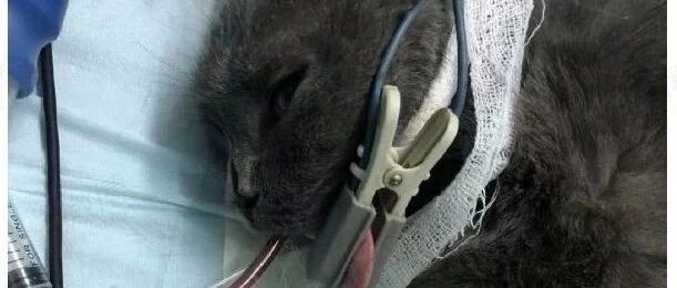 “未成年人到我的宠物店兼职暑假工，却虐杀我的猫！”