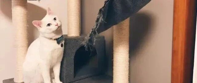 千万不要养白猫，因为...