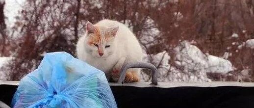 天冷了，今年又有多少流浪猫，过不了冬？