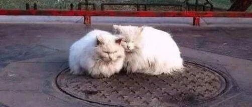 对比宠物猫的取暖方式，流浪猫实在太惨了！