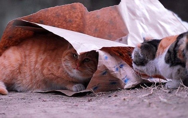 「在冬天，10隻流浪貓會有6隻死掉！」 寵物 第8張