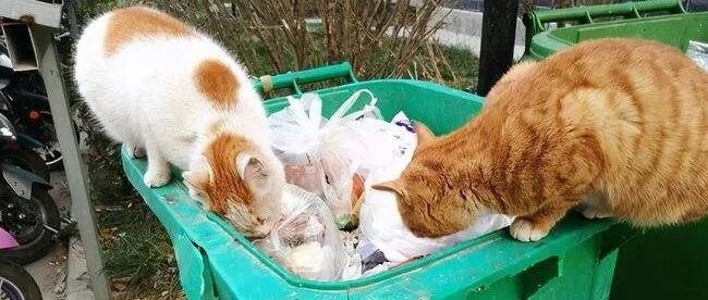 速度扩散，湖北颁布新规，禁止遗弃饲养的猫狗！