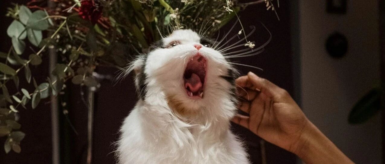 “我在猫砂盆找到一条内裤，竟是老公女同事的，该不该离婚？”