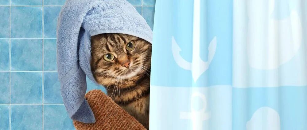 扩散！因为这件日常小事，导致我的猫在医院抢救8小时，差点猝死！