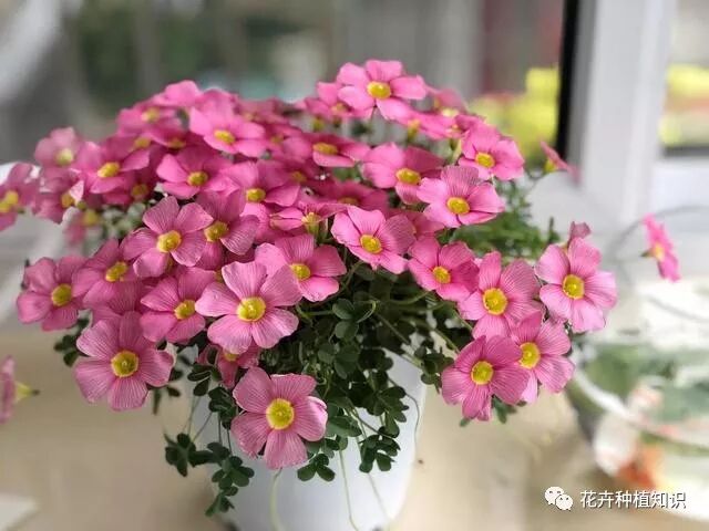 花盆种点 小蒜瓣 每天浇点水 半个月开花上百朵 花卉种植知识 微信公众号文章阅读 Wemp