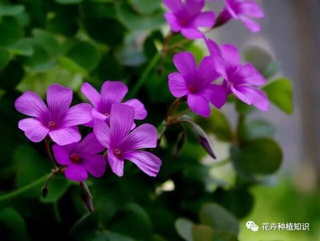 花盆种点 小蒜瓣 每天浇点水 半个月开花上百朵 花卉种植知识 微信公众号文章阅读 Wemp