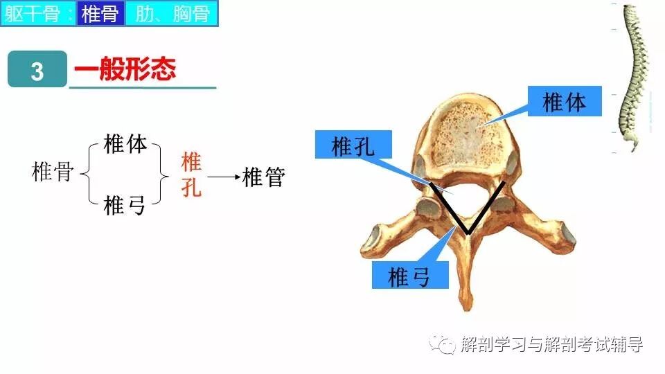 解剖与组胚 课件 29 躯干骨 解剖学习与解剖考试辅导 微信公众号文章阅读 Wemp