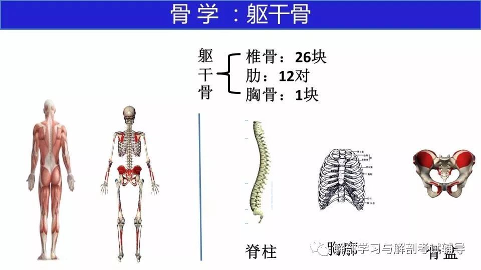 解剖与组胚 课件 29 躯干骨 解剖学习与解剖考试辅导 微信公众号文章阅读 Wemp