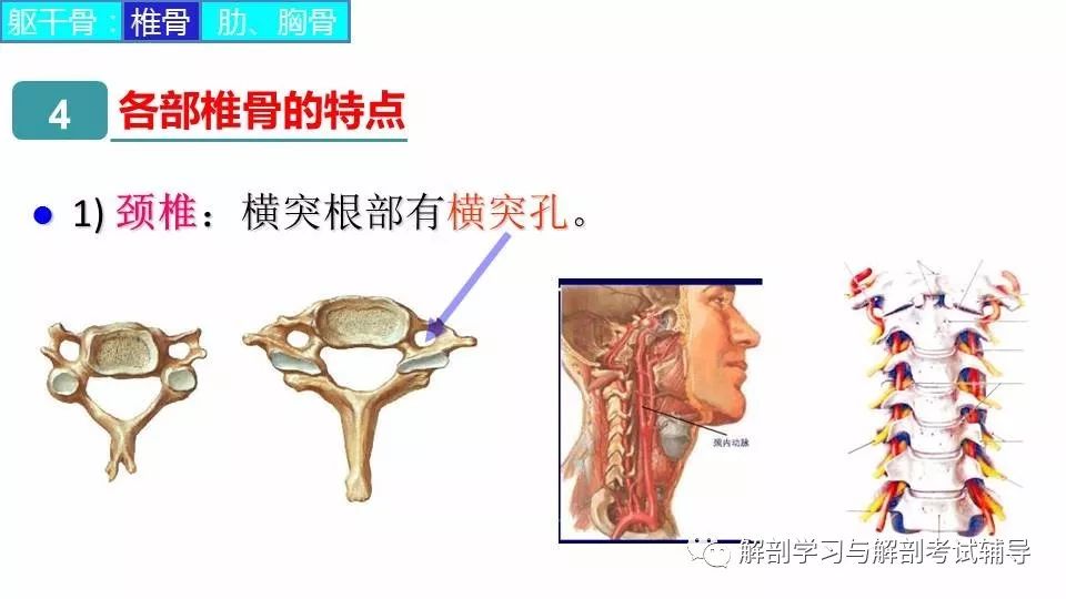 解剖与组胚 课件 29 躯干骨 解剖学习与解剖考试辅导 微信公众号文章阅读 Wemp