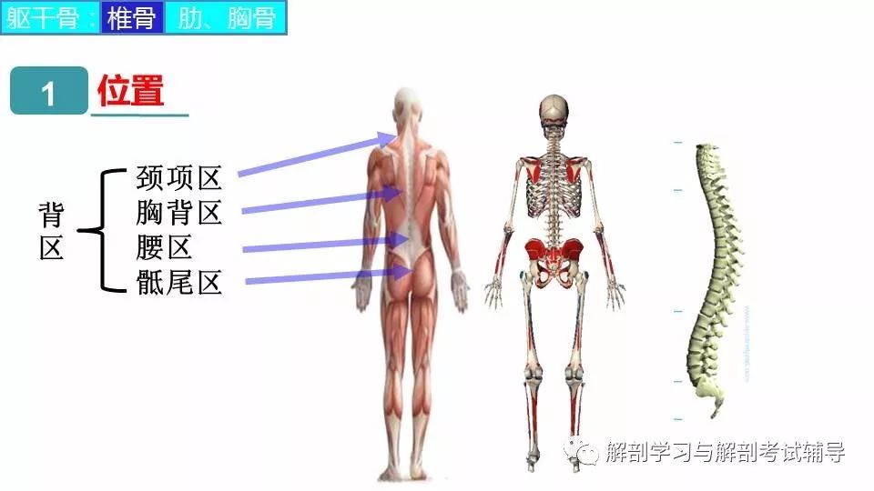 解剖与组胚 课件 29 躯干骨 解剖学习与解剖考试辅导 微信公众号文章阅读 Wemp