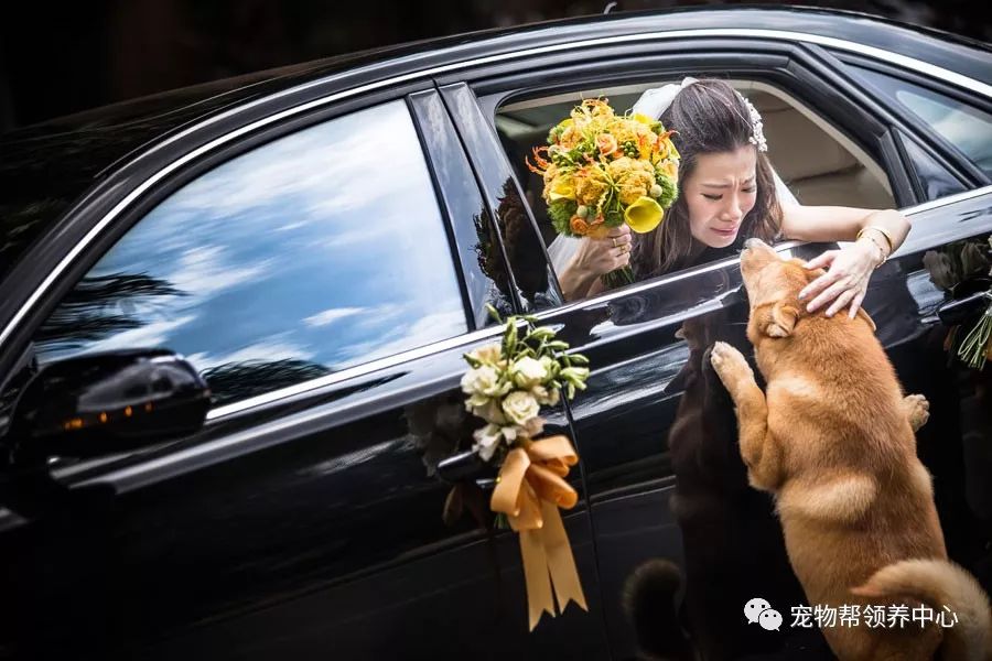 因不舍得主人出嫁，它选择如此做，“不管你到哪里，带上我一块！”