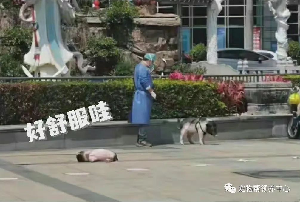 上海猫咪宠物店_上海 宠物_上海宠物展