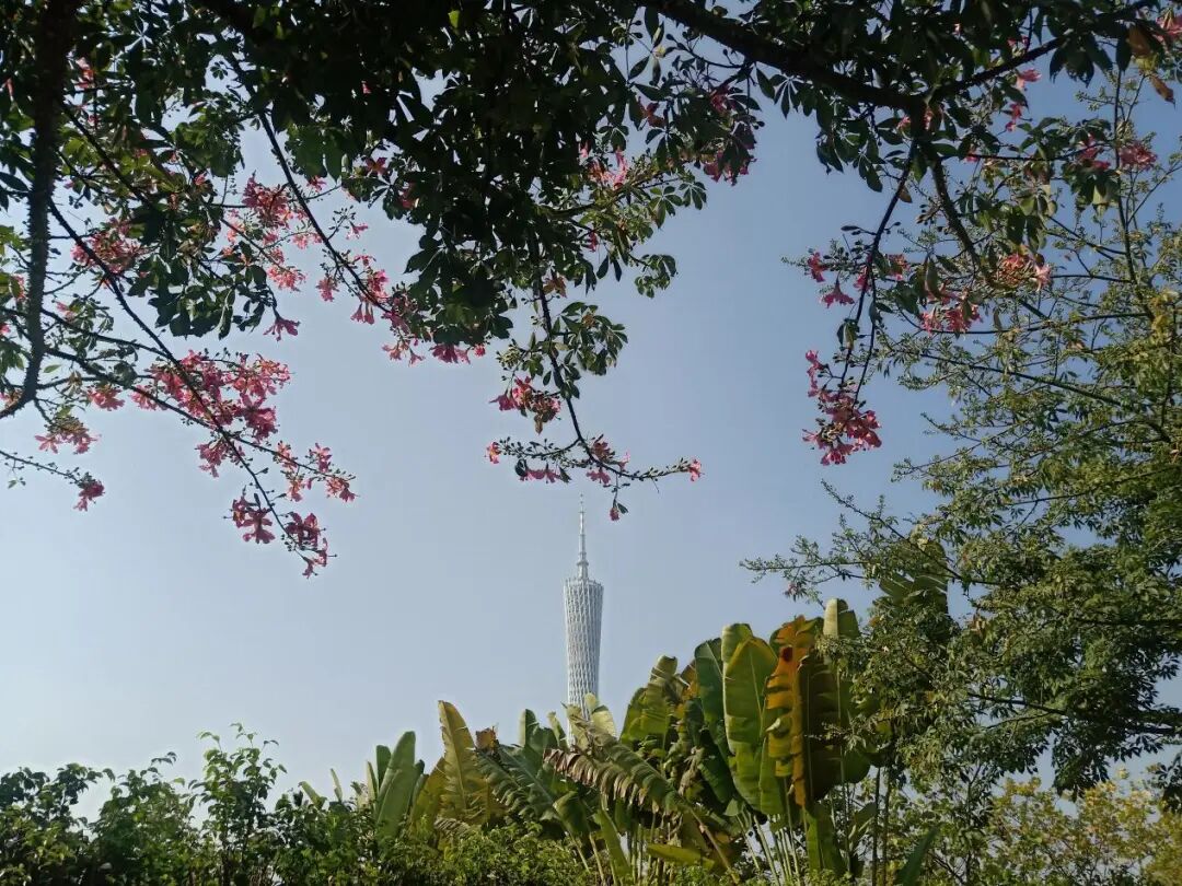 初到广州 - 封面图
