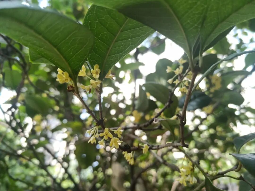 初到广州 - 封面图
