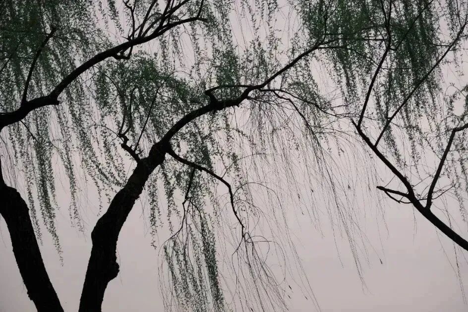 春日漫游计划指南 - 封面图
