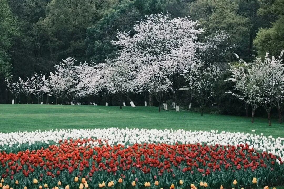 春日漫游计划指南 - 封面图