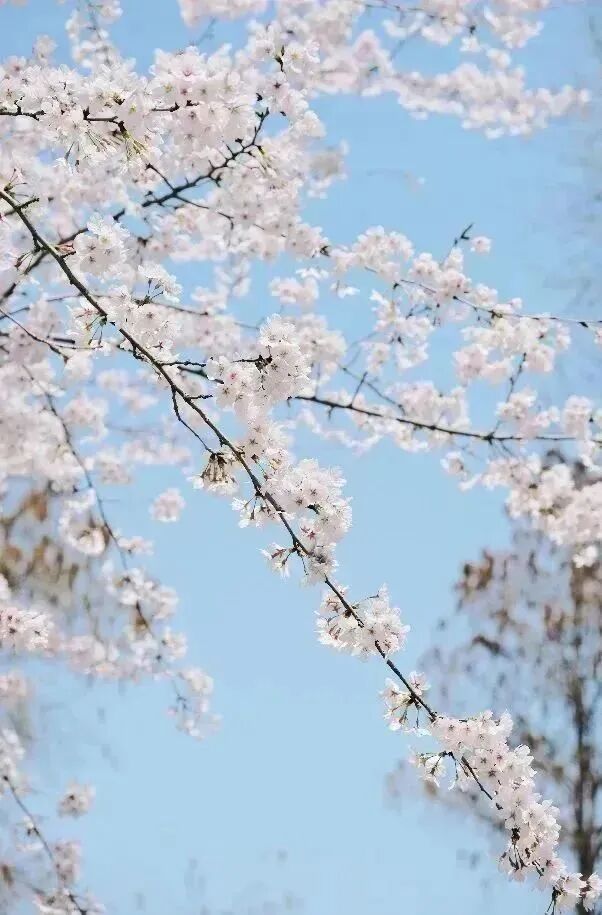 春日漫游计划指南 - 封面图