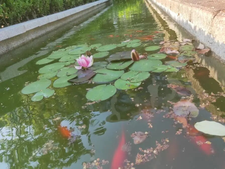 春日限定 - 封面图