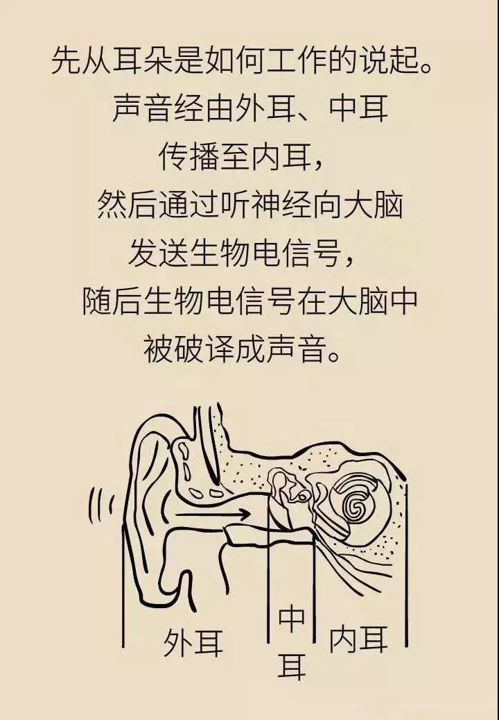 轻松科普|人工耳蜗—酷酷的“小耳朵” 轻松科普|人工耳蜗—酷酷的“小耳朵”