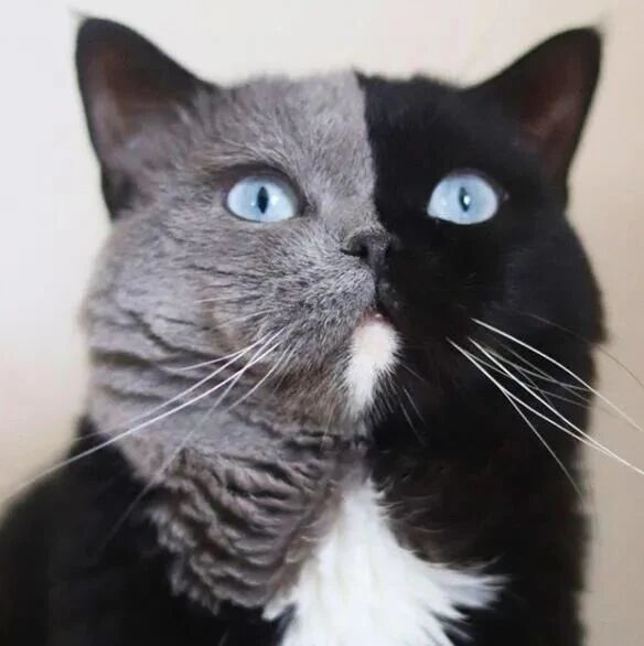 这只双色猫就近当爹了，还刚好生下小猫一灰一黑，好可爱！