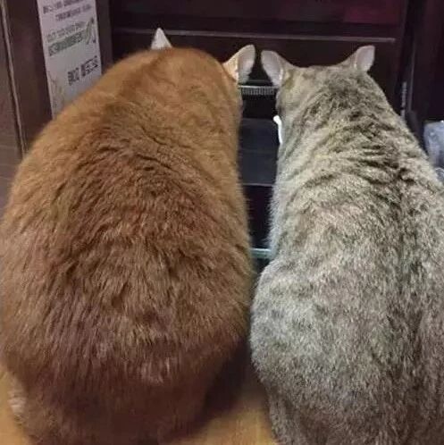 怕橘猫寂寞，于是领养只小猫陪着长大，真的是长。。大。。