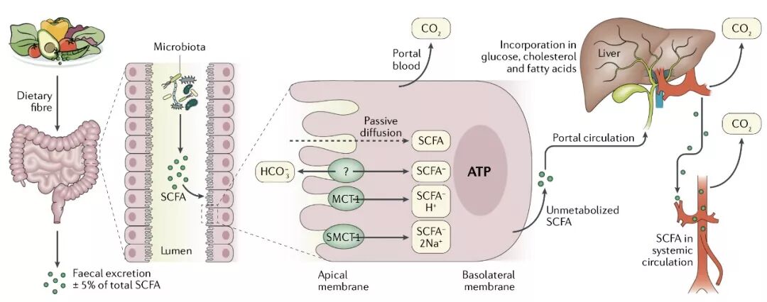 nature子刊短链脂肪酸在微生物肠脑通讯中的作用综述