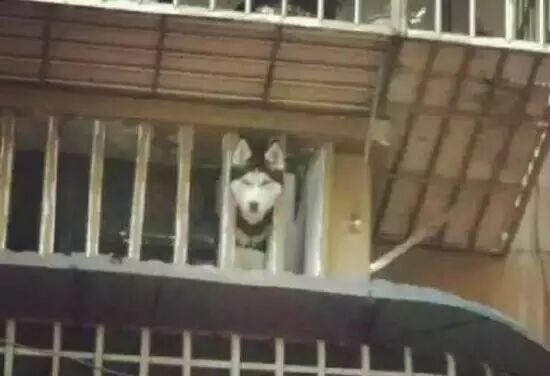 只有你想不到，没有二哈卡不到的地方……