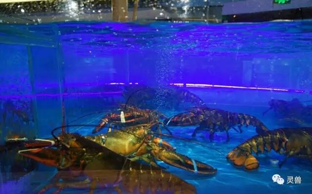 谁更能代表零售业的未来？盒马鲜生、超级物种、海物会、生鲜传奇……