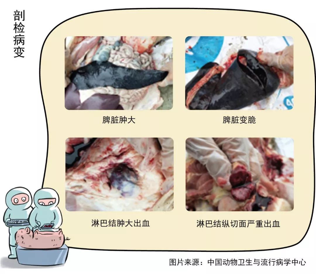 非洲猪瘟的内脏解剖图图片