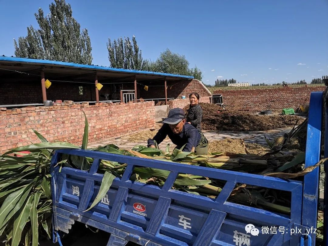 致富经养羊_养羊致富经2020年全集_养羊致富经