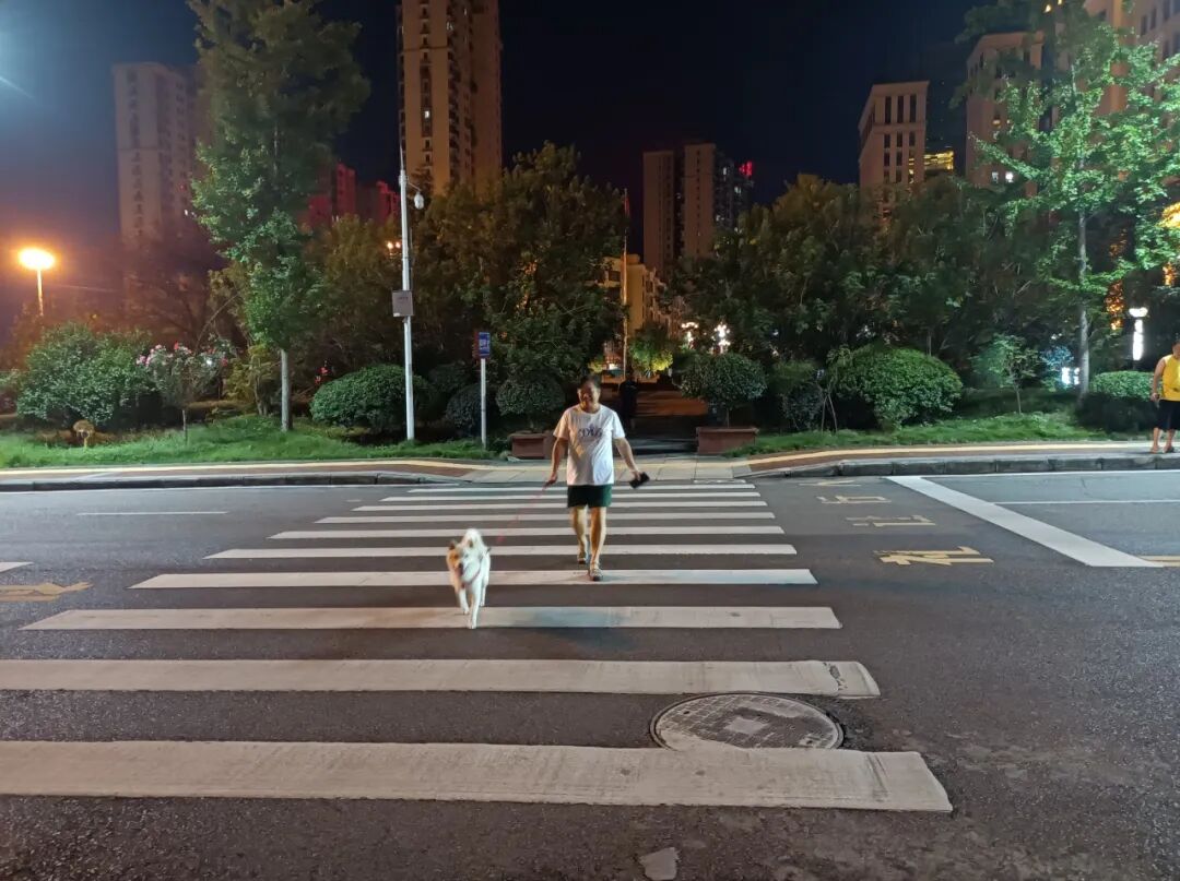 市民遛狗牵绳，走斑马线通过路口，可见文明行为已成常态!.jpg