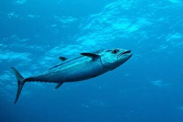 马拉松越野体能补给？肌鲣强可能是你最科学的选择！