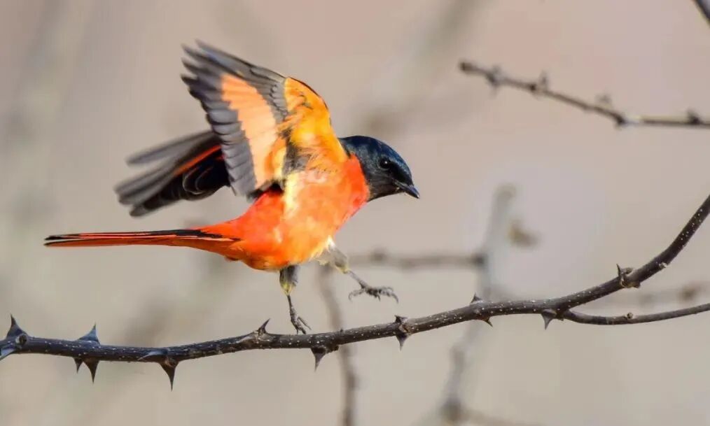 640?wx_fmt=jpeg&tp=webp&wxfrom=5&wx_lazy=1&wx_co=1