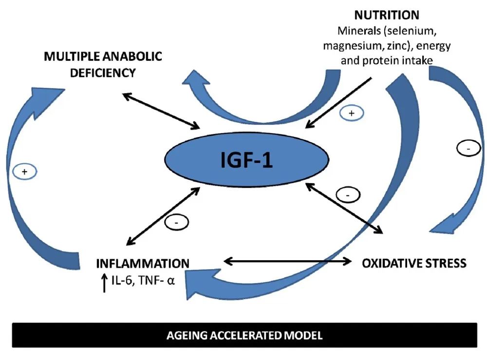 igf-1是什么？跟生长激素有什么关系？