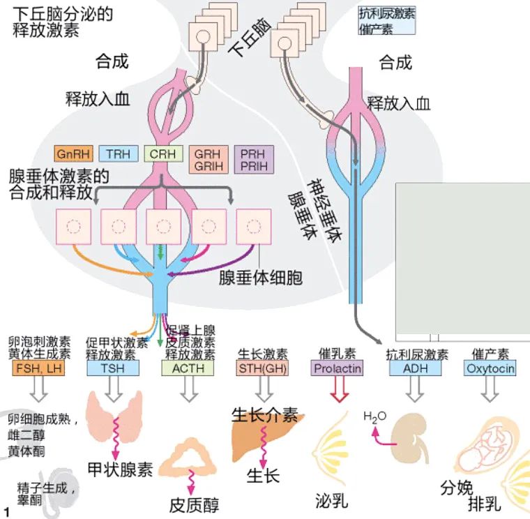 垂体功能减退会影响哪些激素分泌？