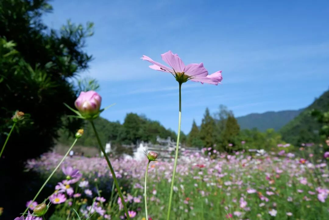 太美啦 西洋殿的波斯菊盛开了 快来打卡 爱庆元 微信公众号文章阅读 Wemp