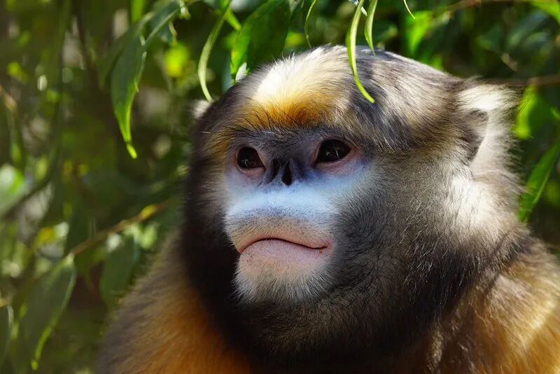 黔金丝猴。周海翔摄